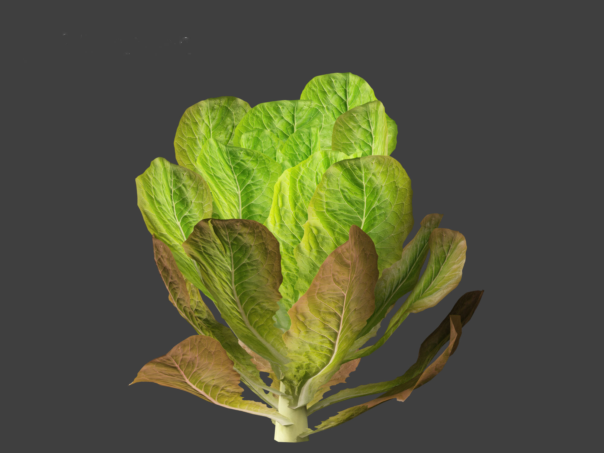 Lactuca sativa - Lettuce 3D model_7
