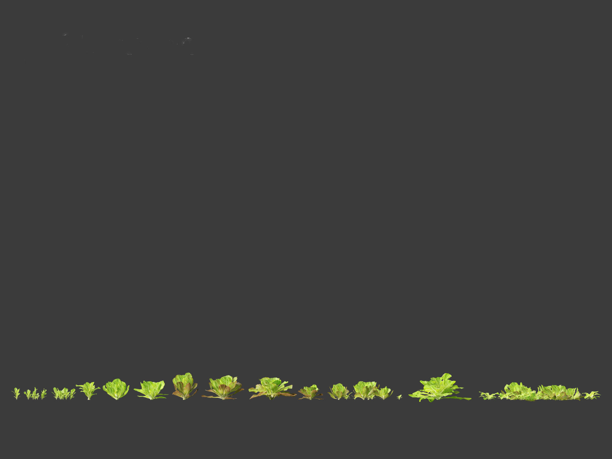 Lactuca sativa - Lettuce 3D model_9