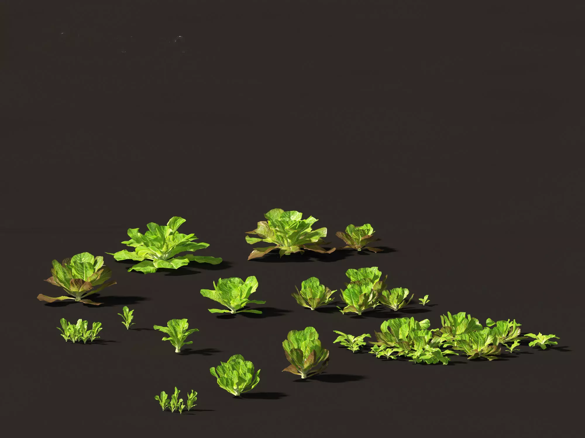 Lactuca sativa - Lettuce 3D model_0