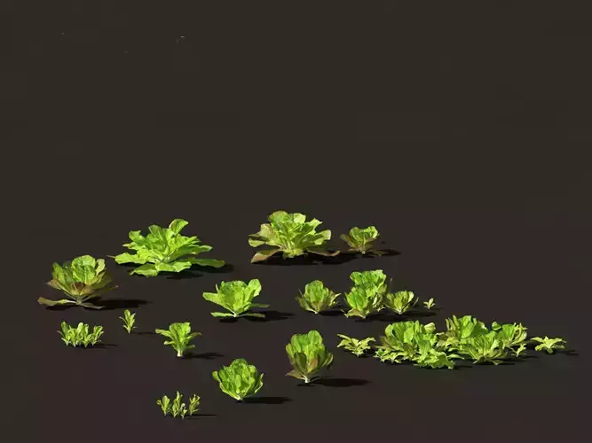 Lactuca sativa - Lettuce 3D model
