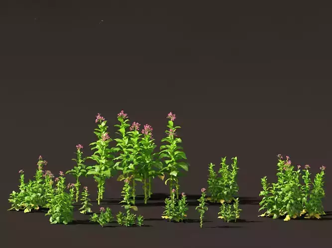 Nicotiana tabacum - Tobacco