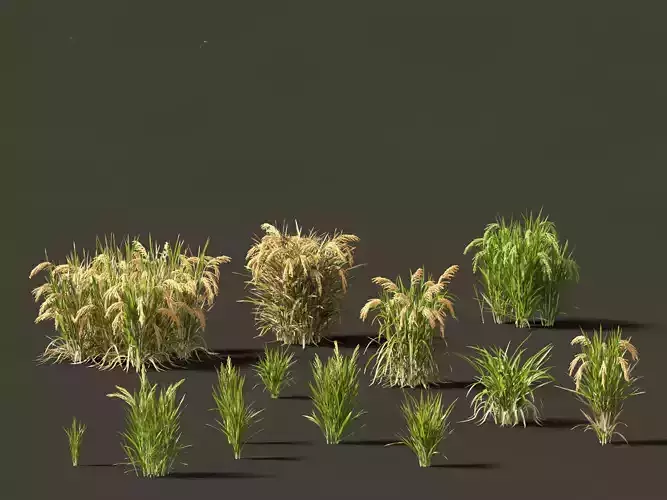 Oryza sativa - Rice 3D model
