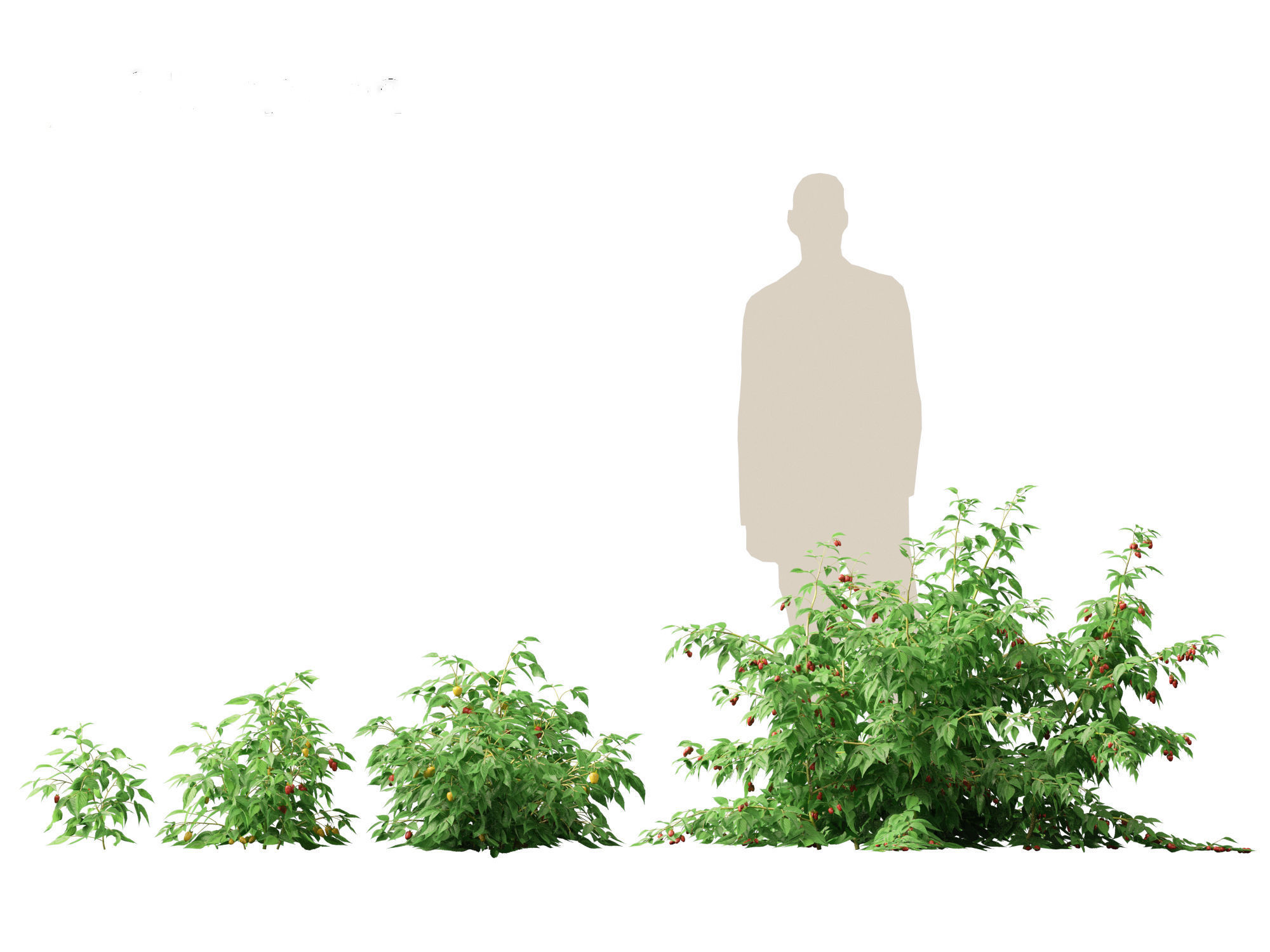 Rubus idaeus - Red raspberry 3D model_15