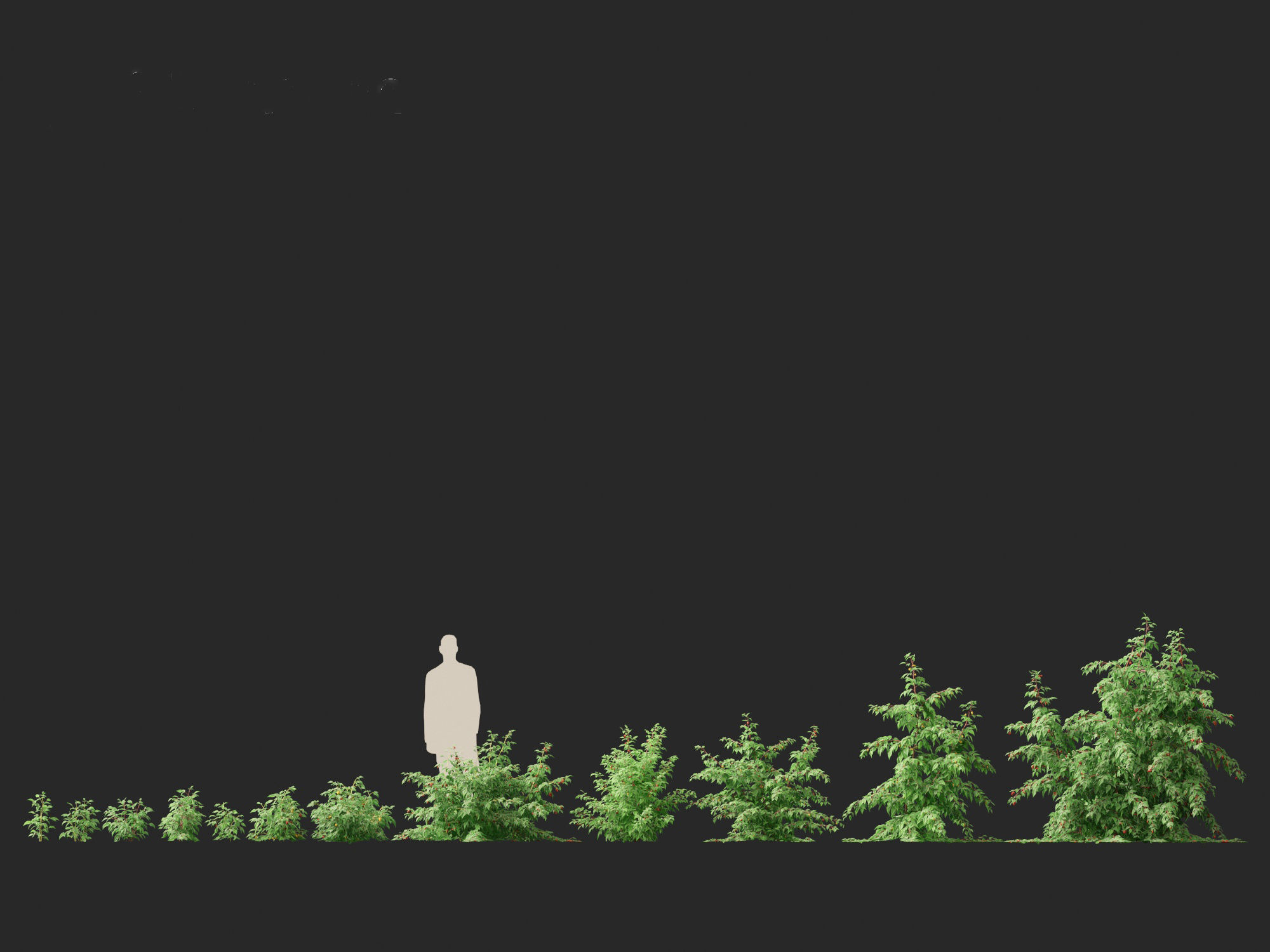 Rubus idaeus - Red raspberry 3D model_11