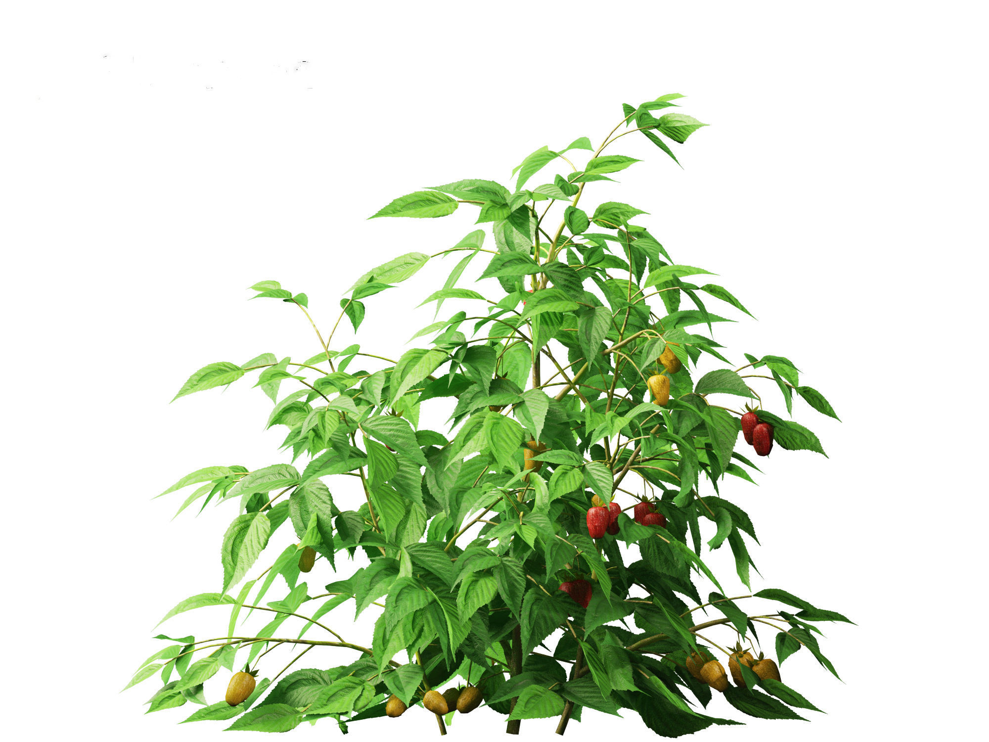 Rubus idaeus - Red raspberry 3D model_2