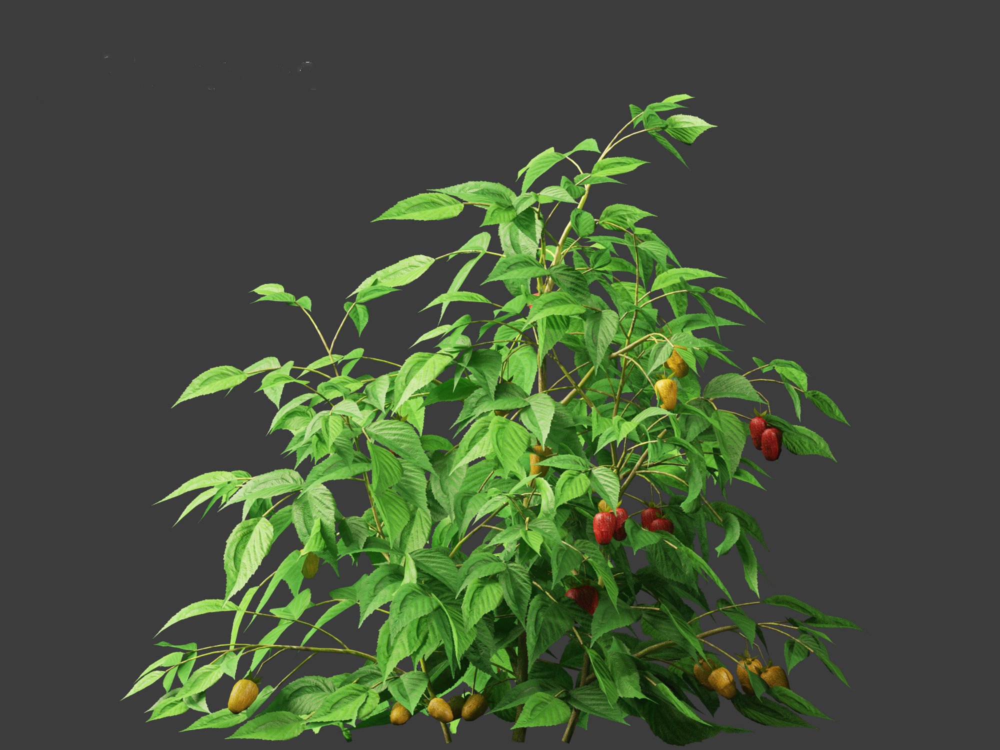 Rubus idaeus - Red raspberry 3D model_3