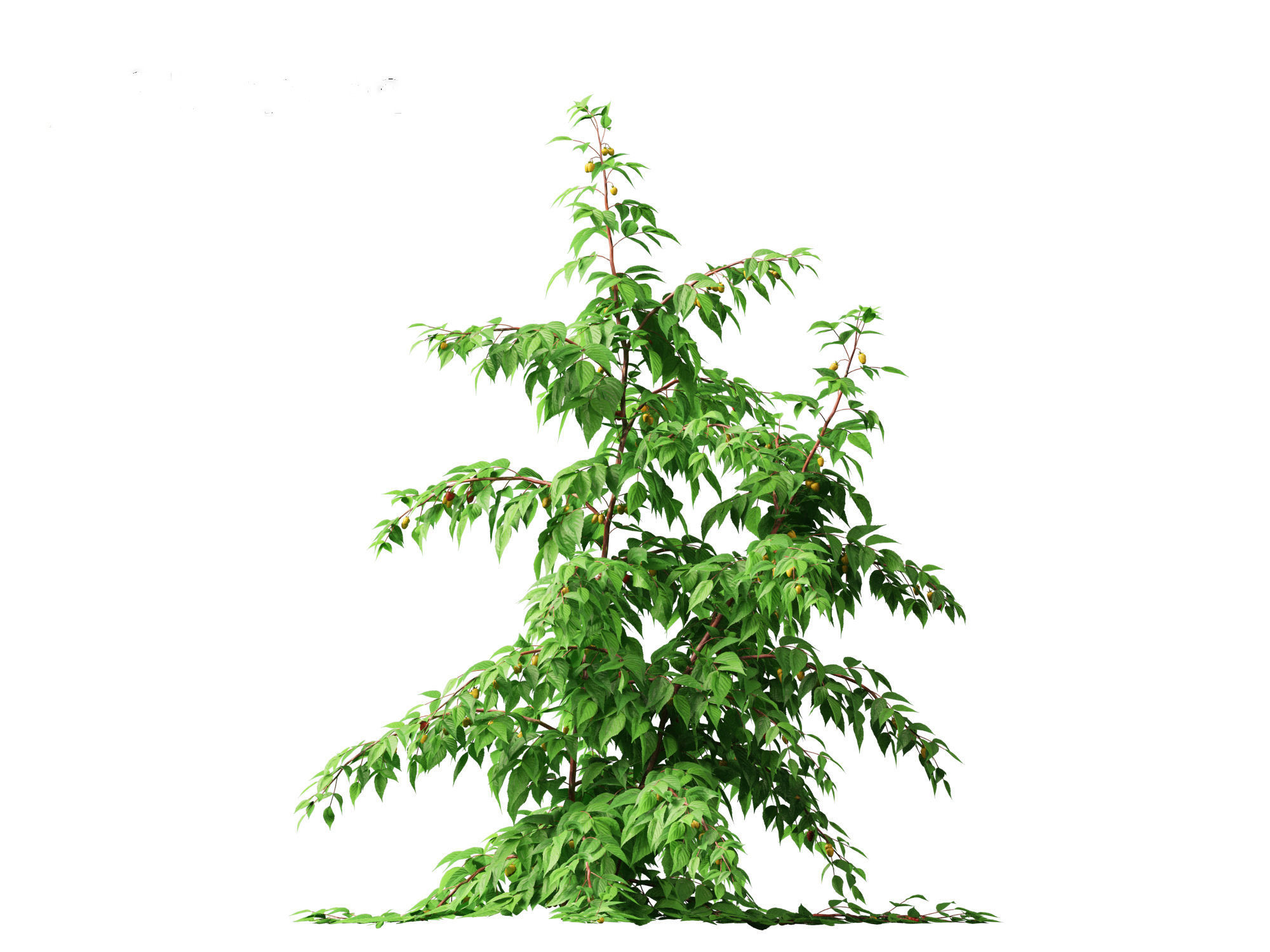 Rubus idaeus - Red raspberry 3D model_6