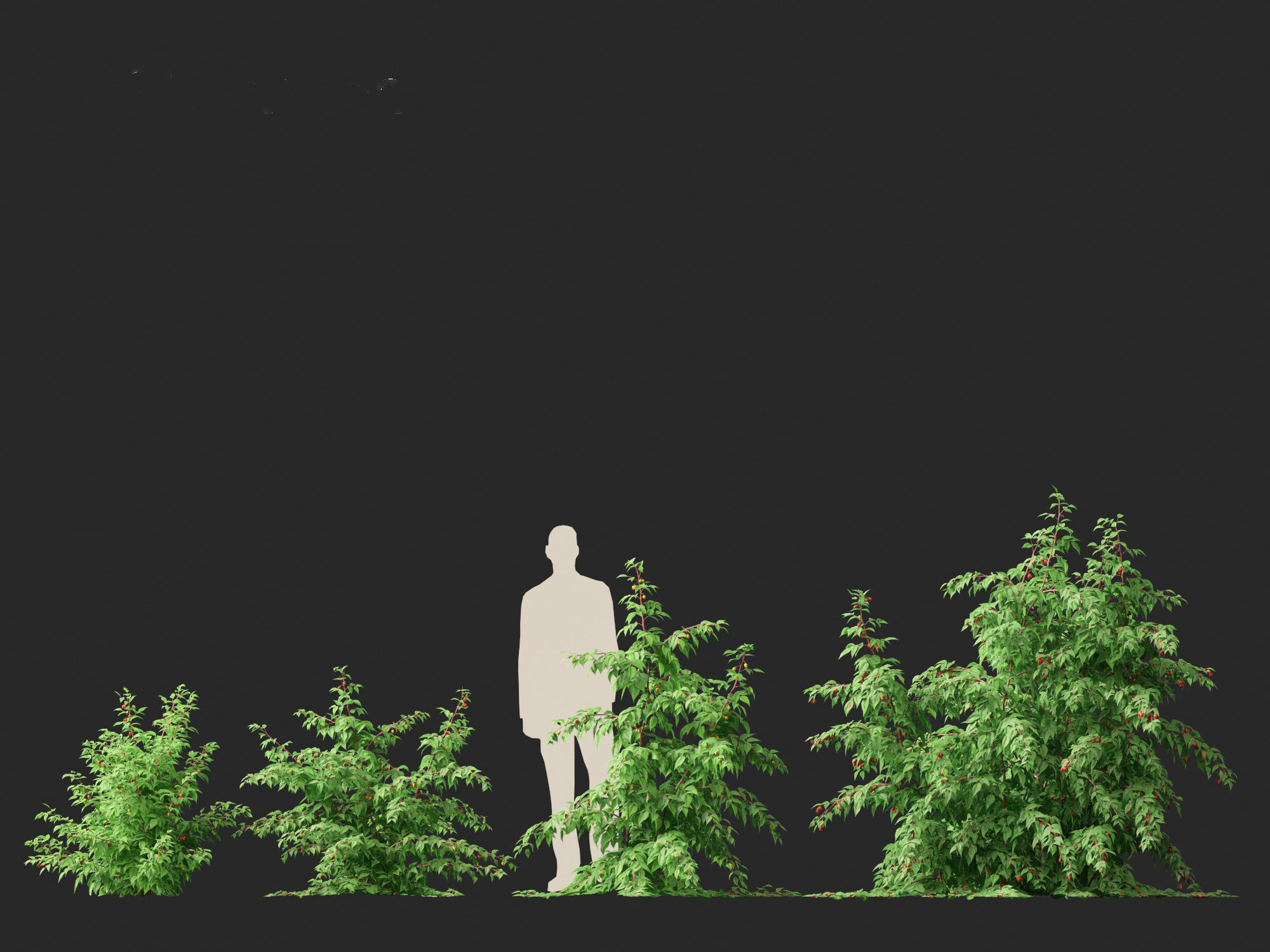 Rubus idaeus - Red raspberry 3D model_18