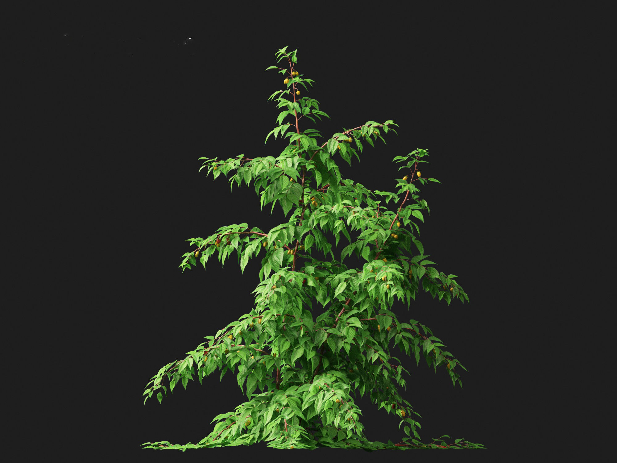 Rubus idaeus - Red raspberry 3D model_7