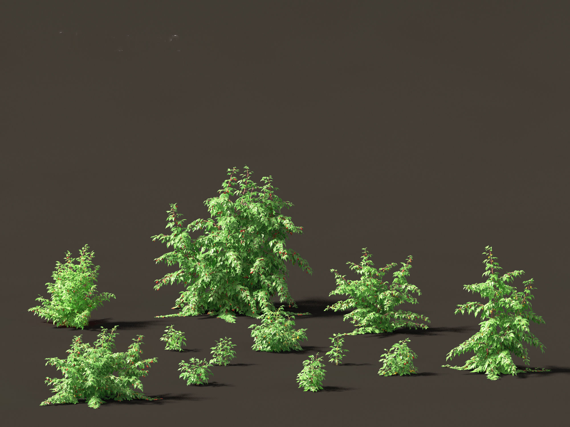 Rubus idaeus - Red raspberry 3D model_19