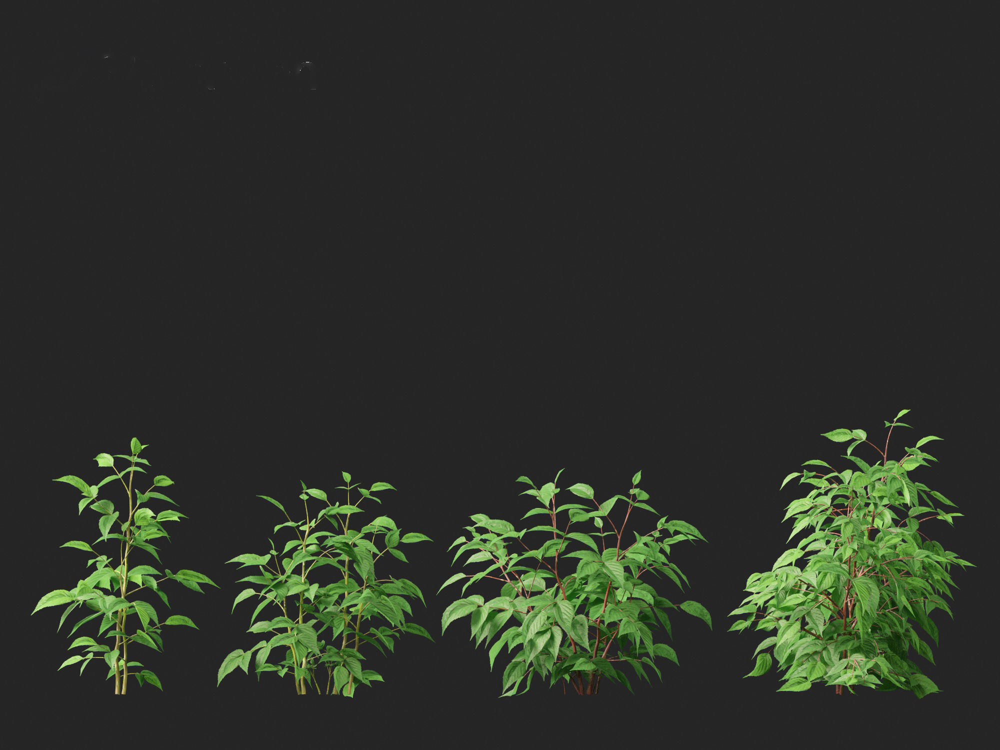 Rubus idaeus - Red raspberry 3D model_14