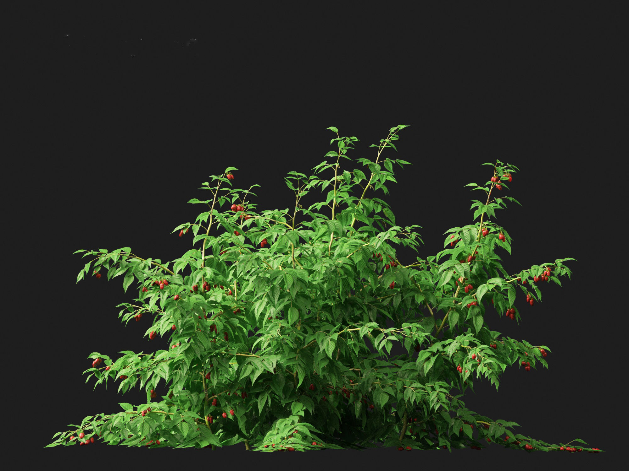 Rubus idaeus - Red raspberry 3D model_4