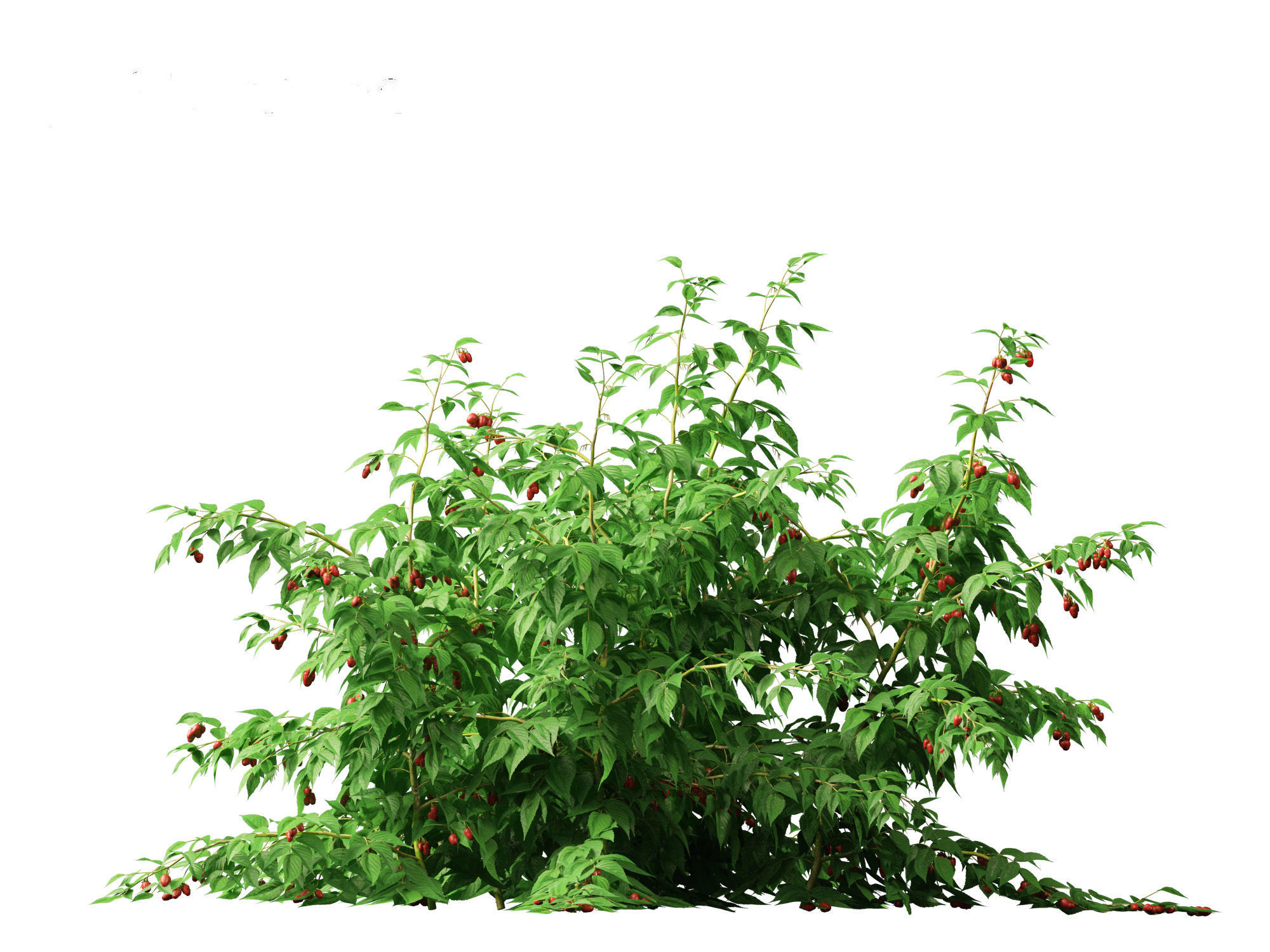 Rubus idaeus - Red raspberry 3D model_5