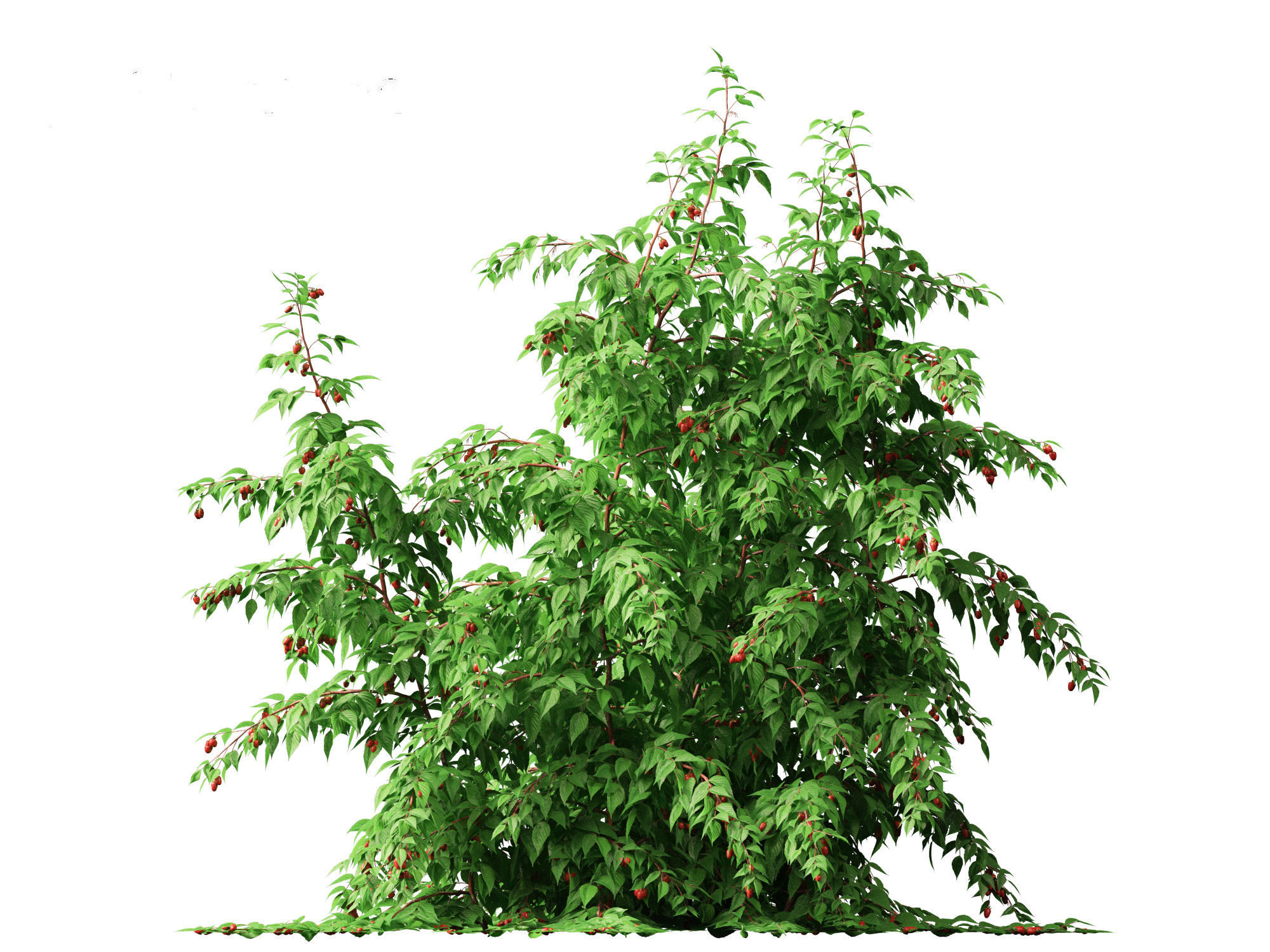 Rubus idaeus - Red raspberry 3D model_12