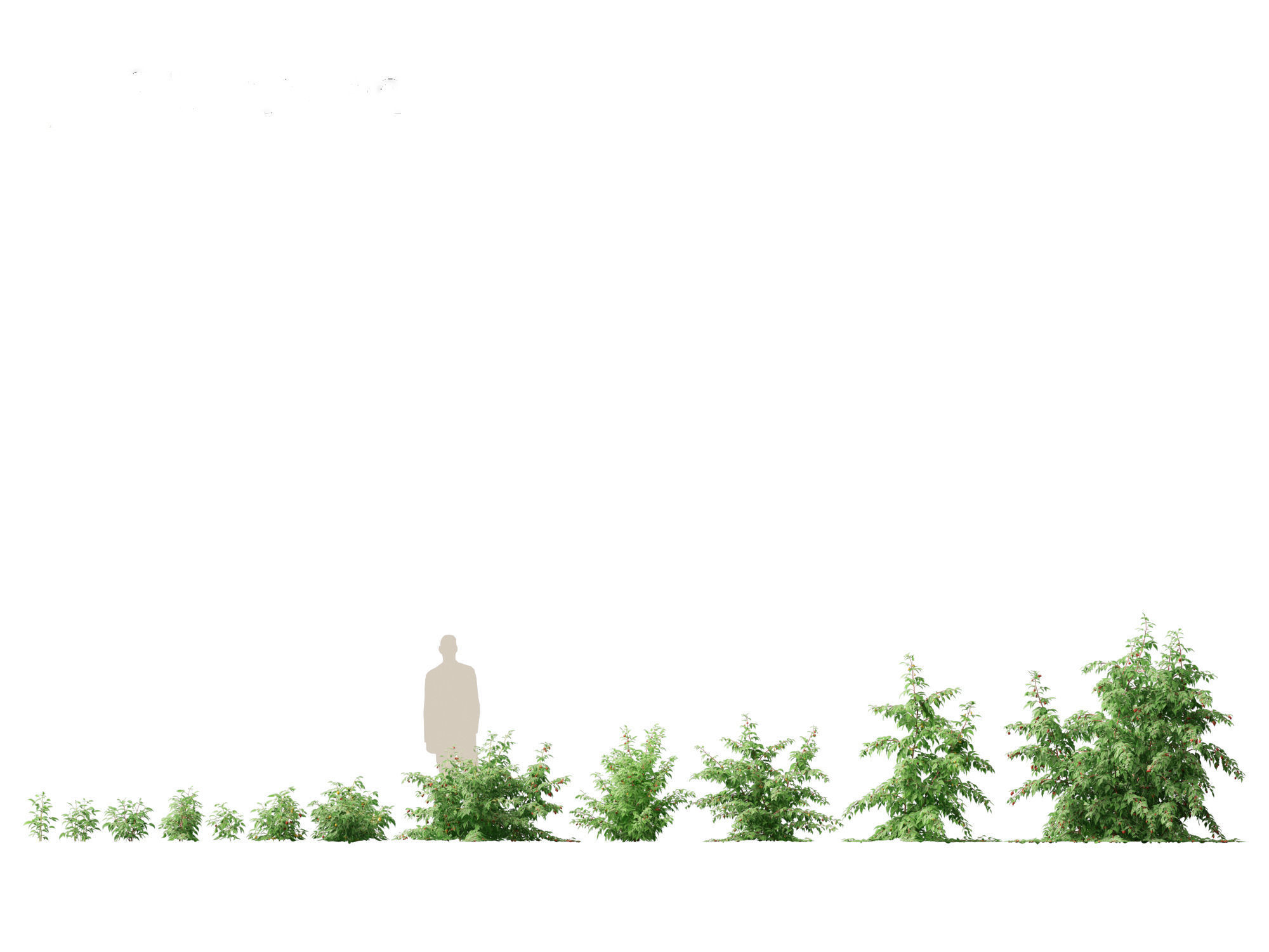 Rubus idaeus - Red raspberry 3D model_1