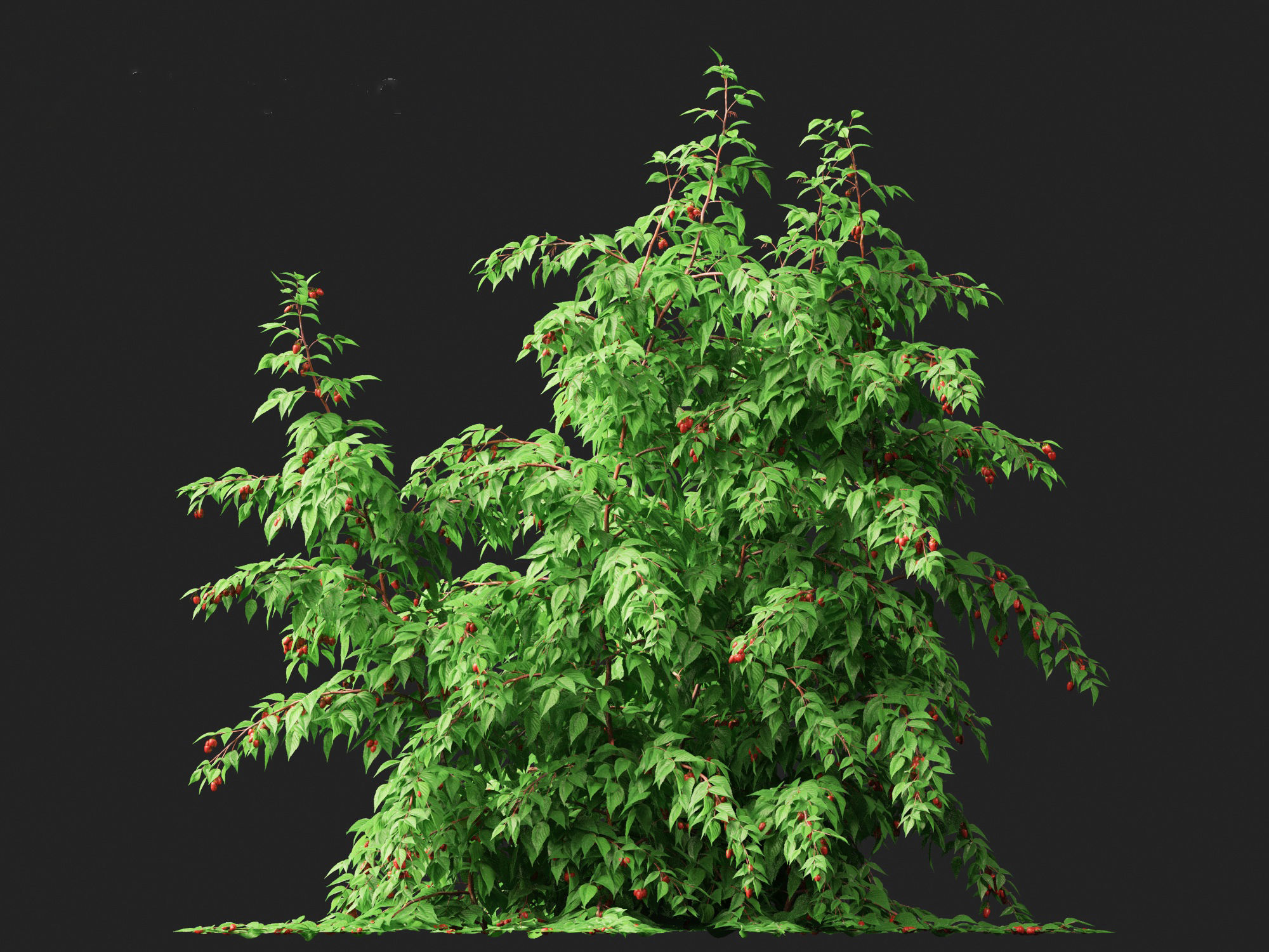 Rubus idaeus - Red raspberry 3D model_10