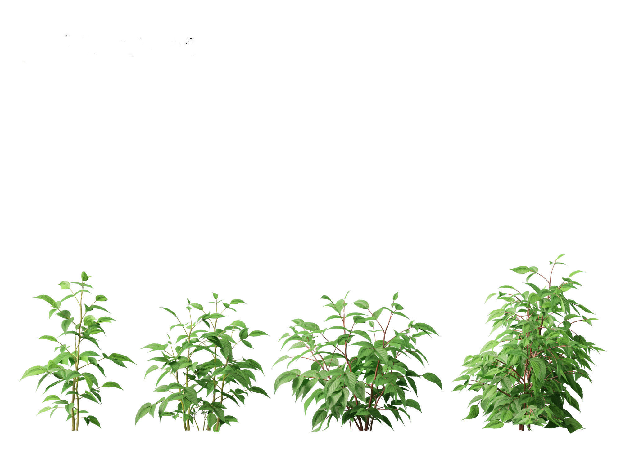 Rubus idaeus - Red raspberry 3D model_13