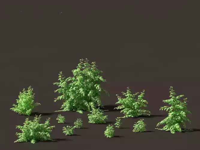 Rubus idaeus - Red raspberry