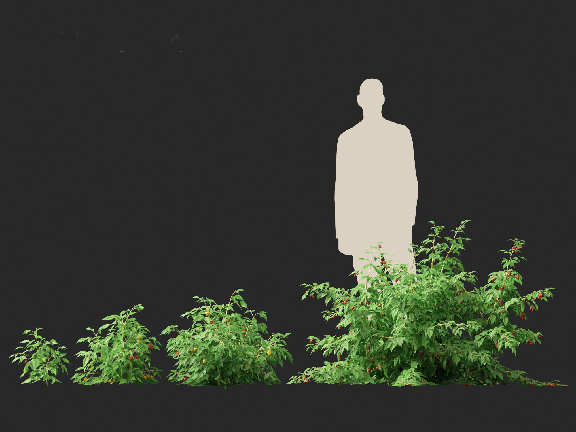 Rubus idaeus - Red raspberry 3D model_16