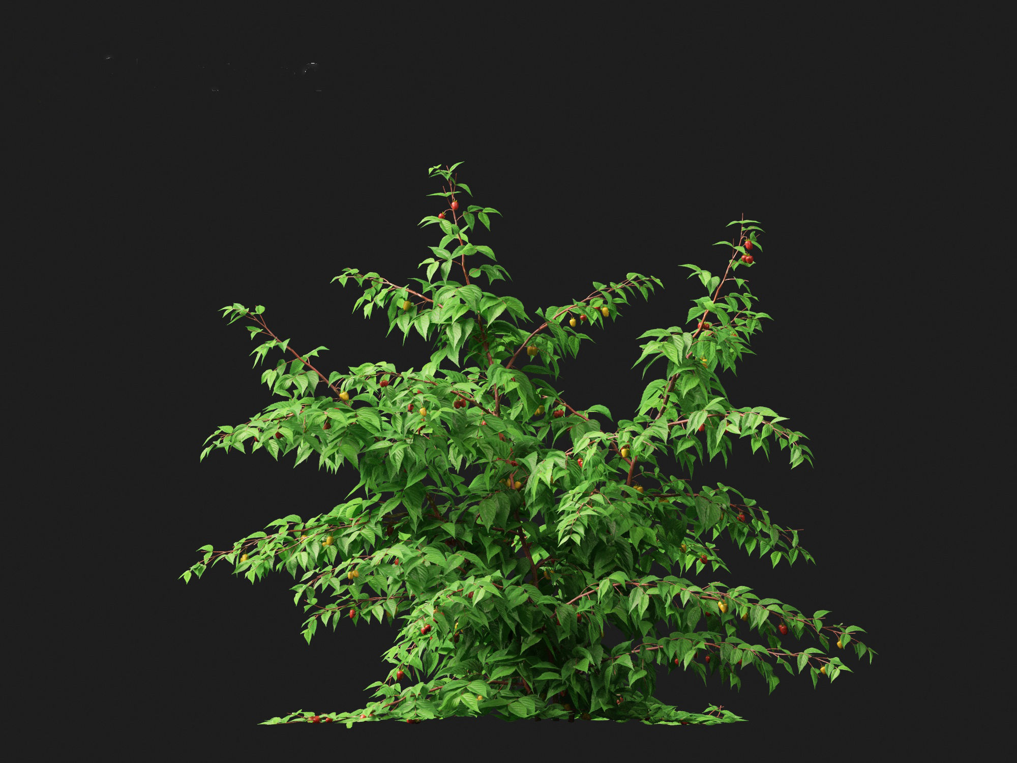 Rubus idaeus - Red raspberry 3D model_9