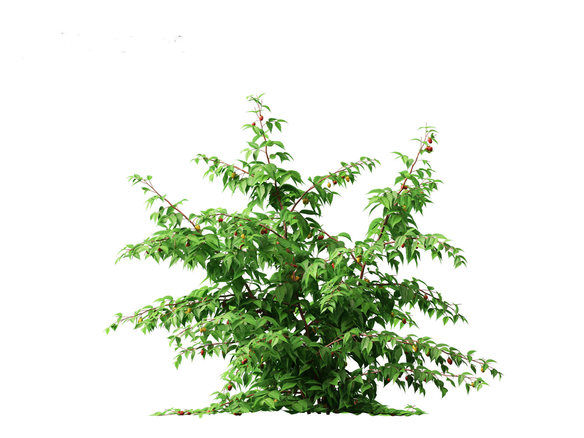 Rubus idaeus - Red raspberry 3D model_8