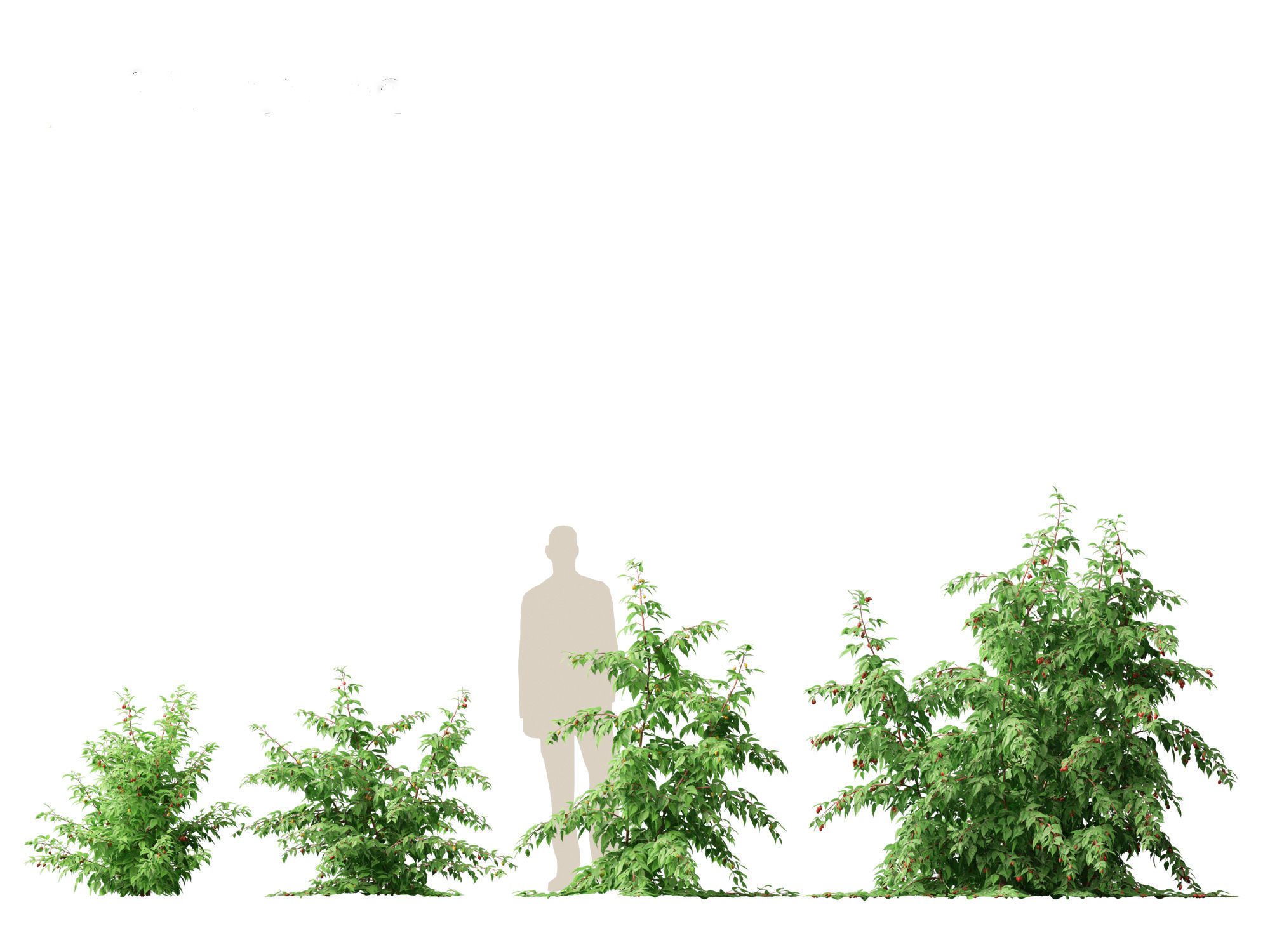 Rubus idaeus - Red raspberry 3D model_17