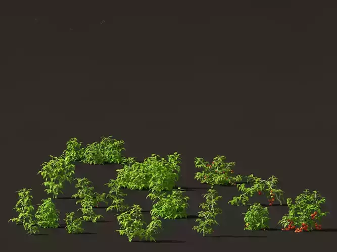 solanum lycopersicum - Tomato