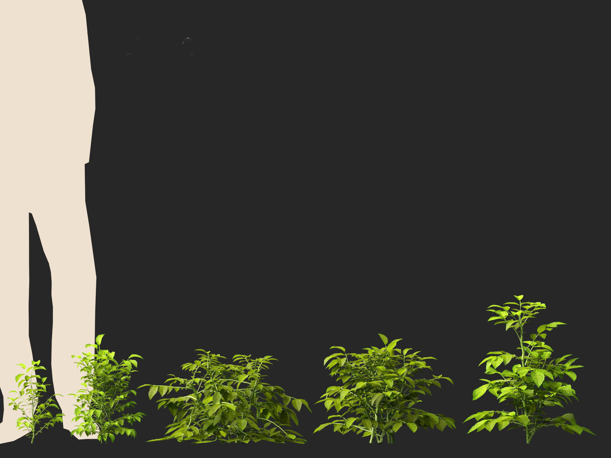 Solanum tuberosum - Potato 3D model_10