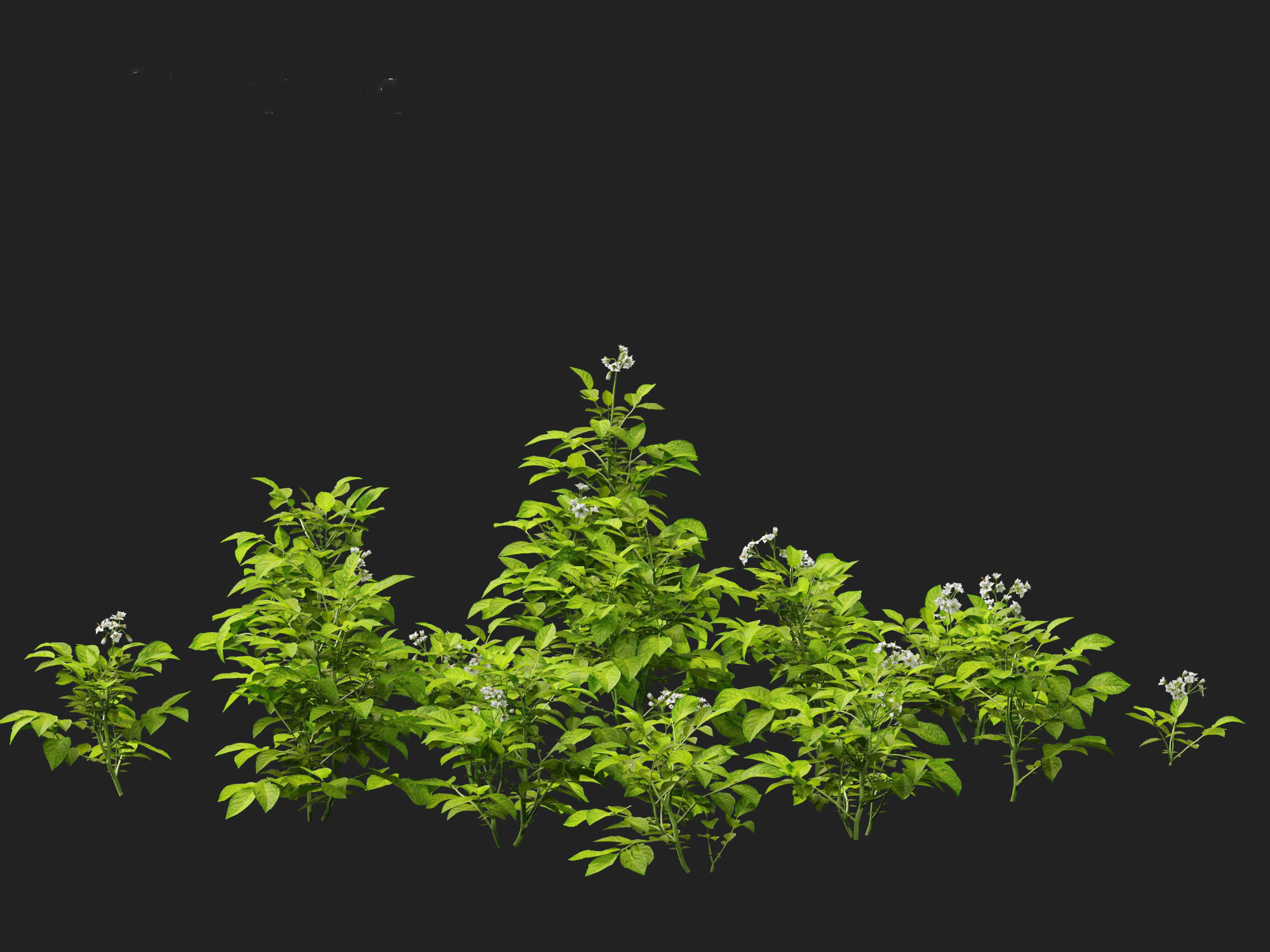 Solanum tuberosum - Potato 3D model_14