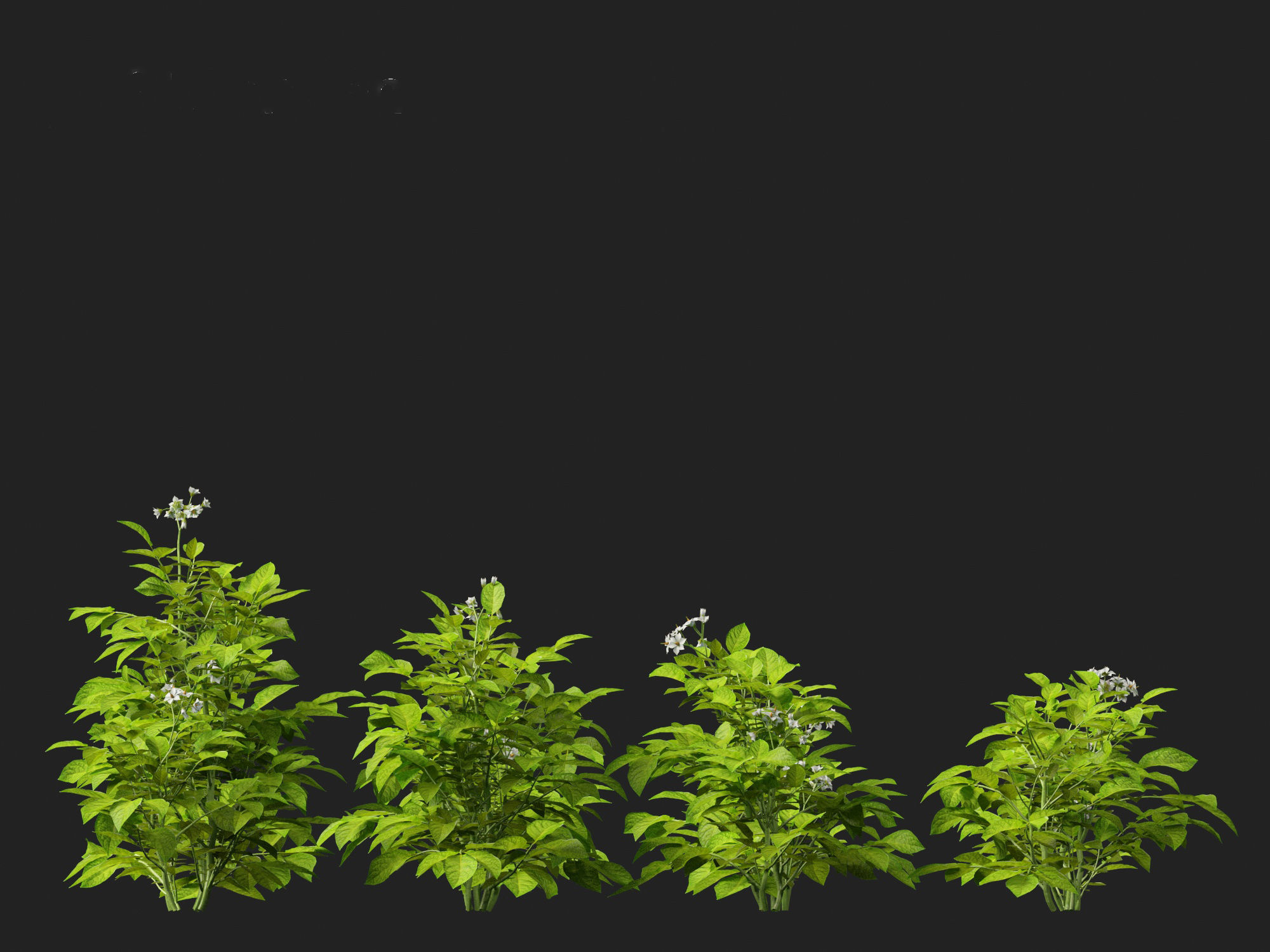 Solanum tuberosum - Potato 3D model_5