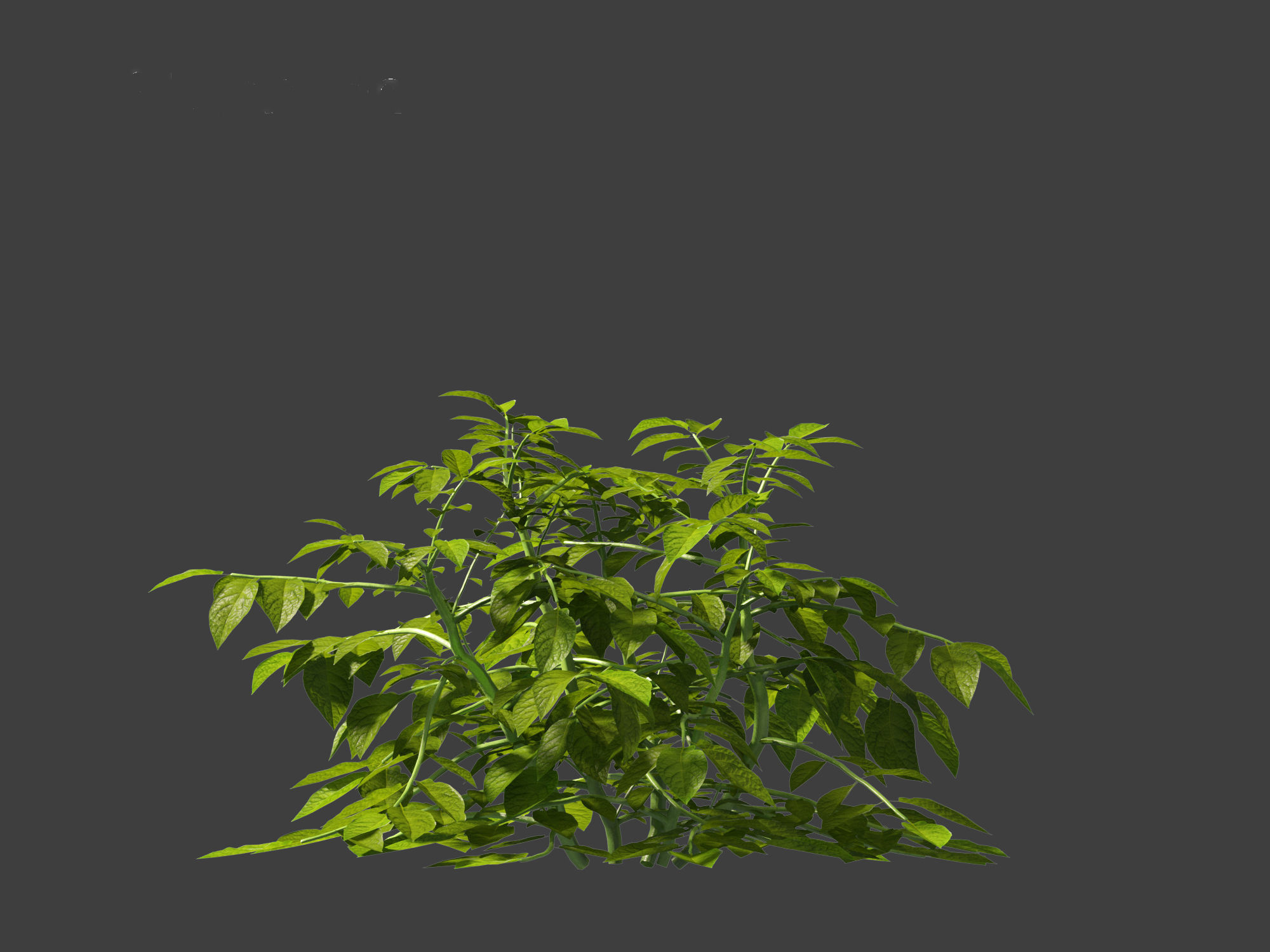 Solanum tuberosum - Potato 3D model_3