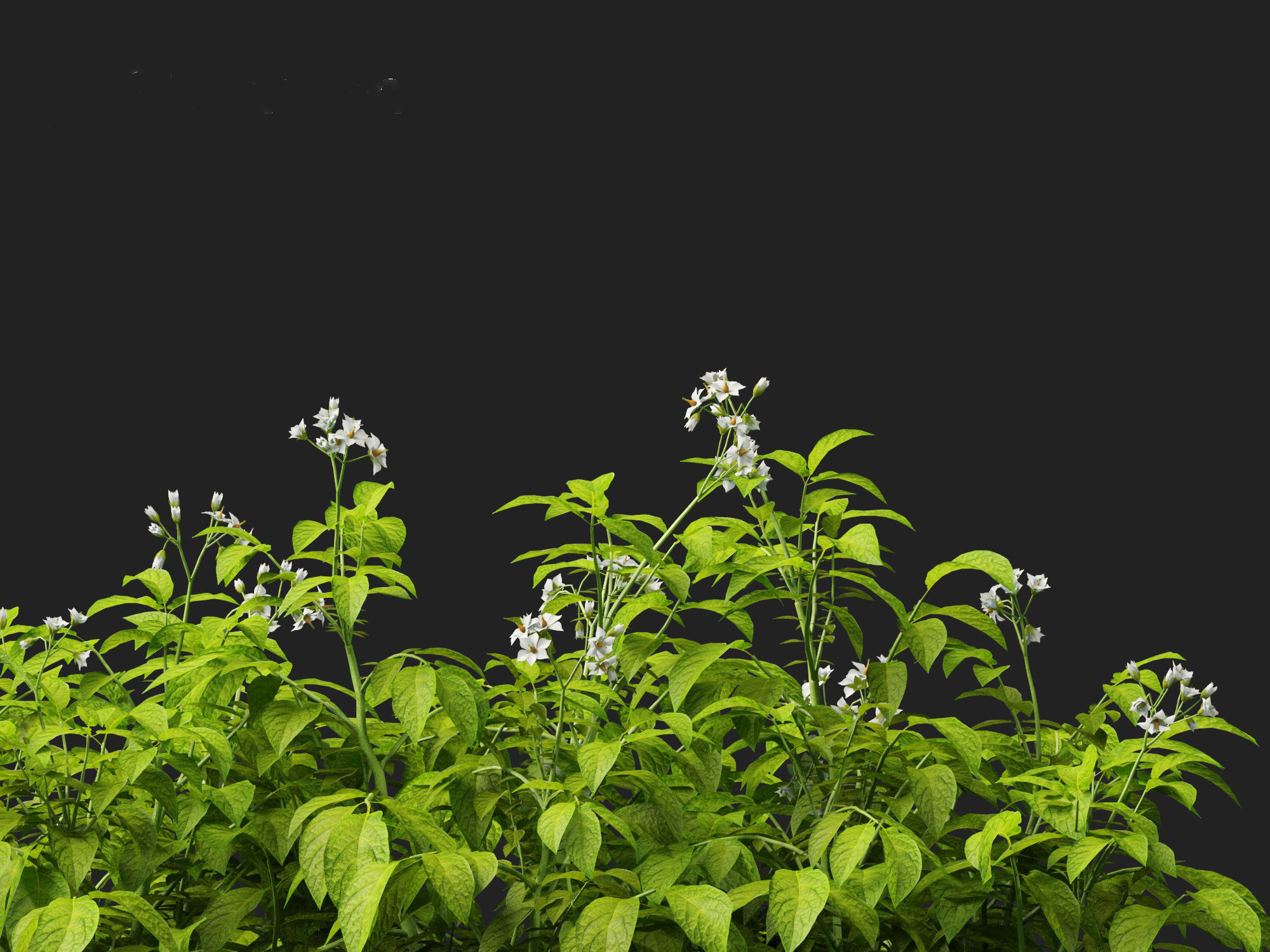 Solanum tuberosum - Potato 3D model_6