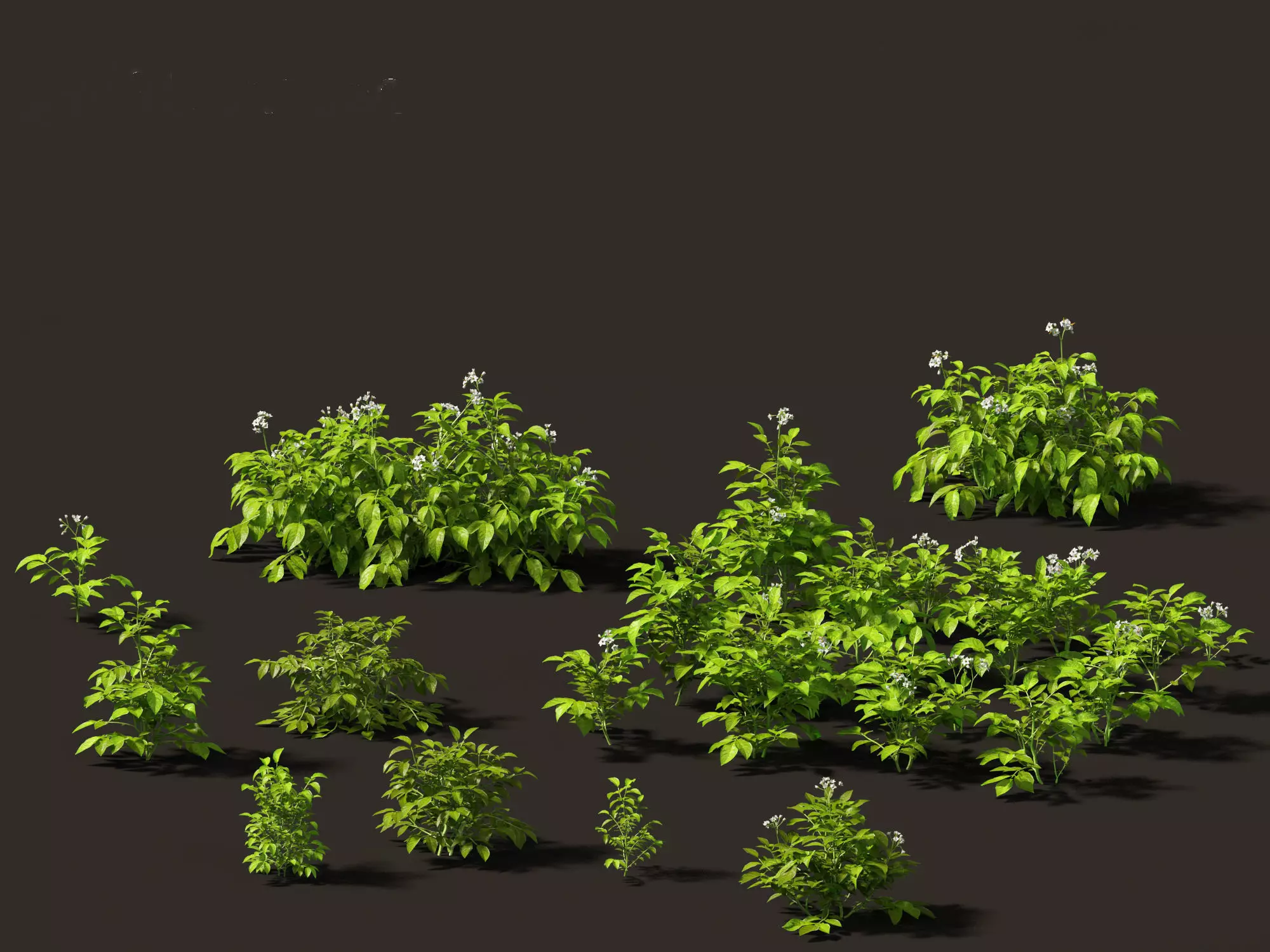 Solanum tuberosum - Potato 3D model_0