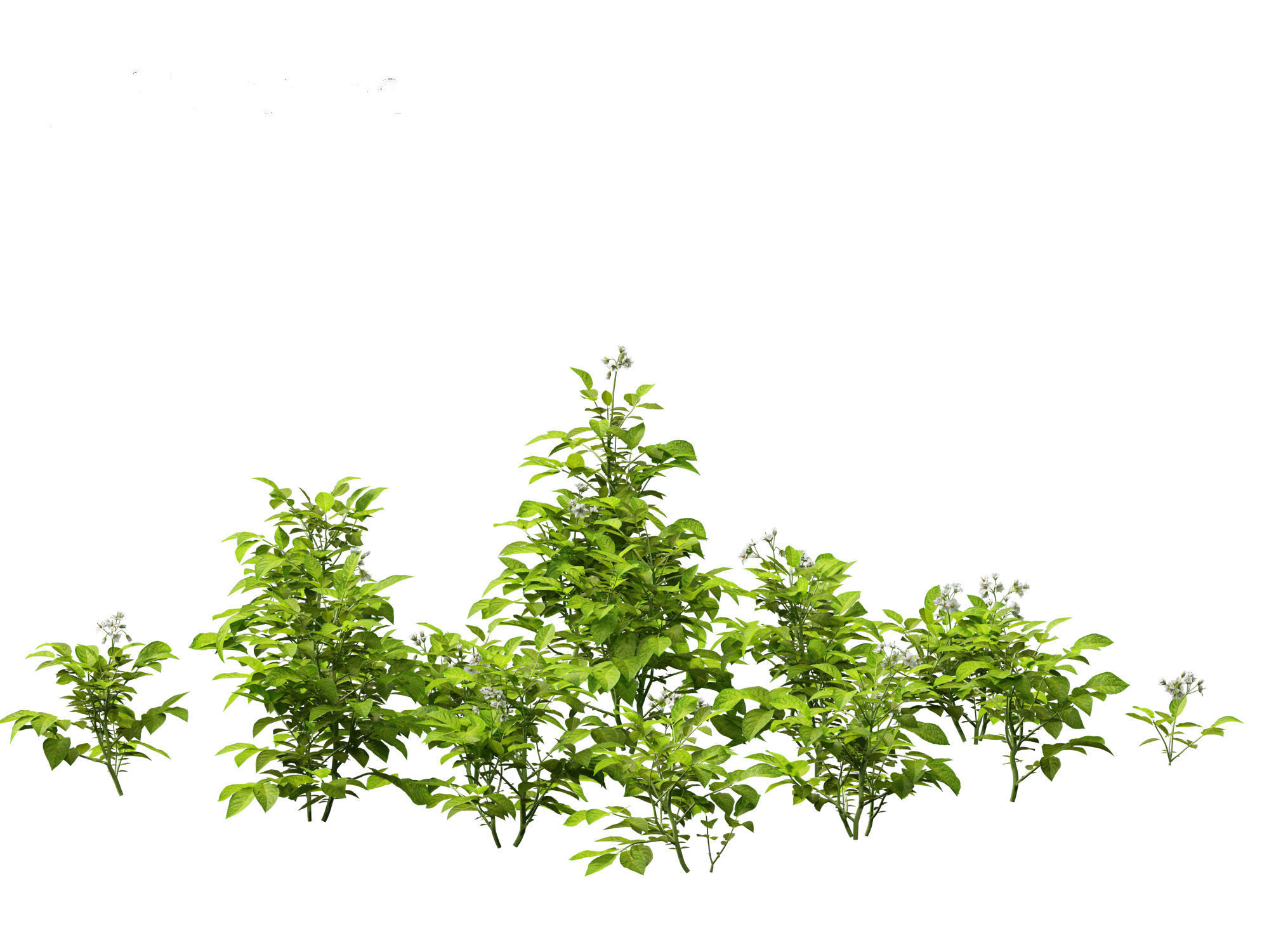 Solanum tuberosum - Potato 3D model_13