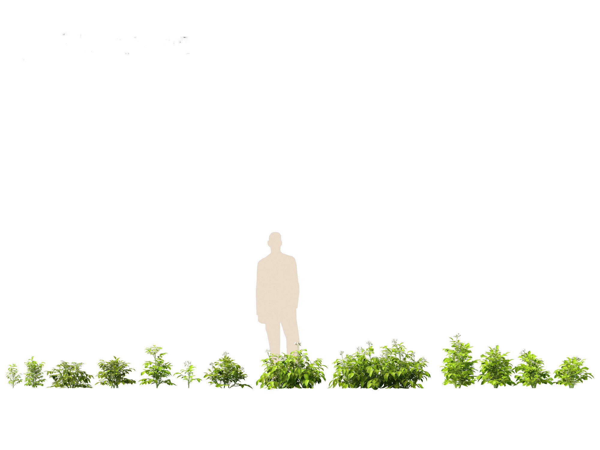 Solanum tuberosum - Potato 3D model_1