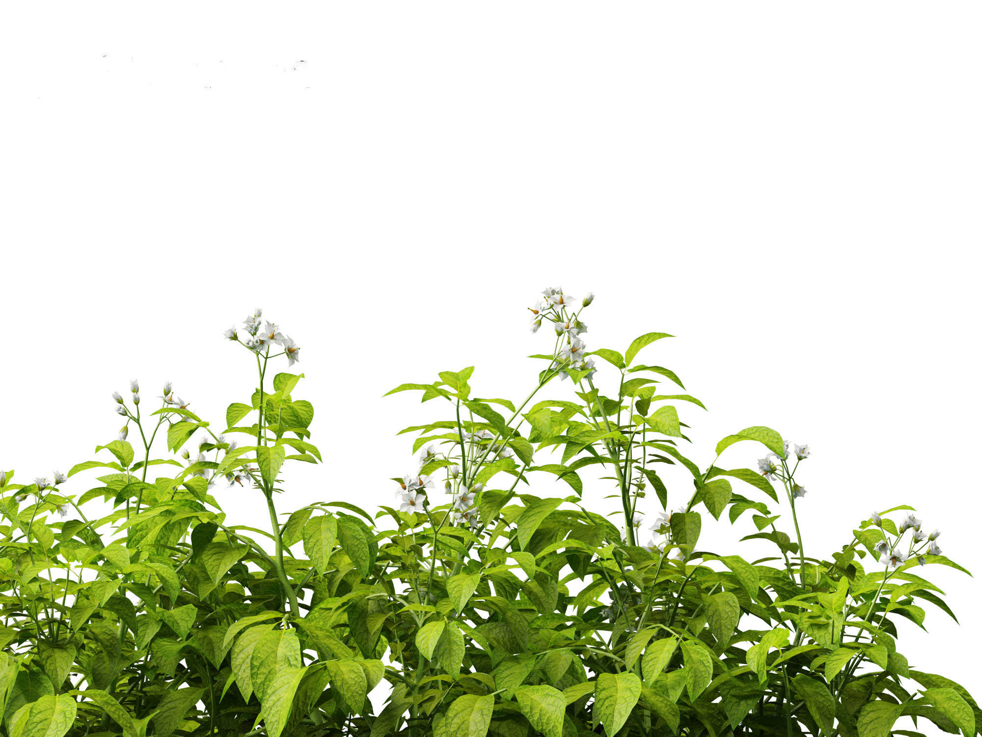 Solanum tuberosum - Potato 3D model_7