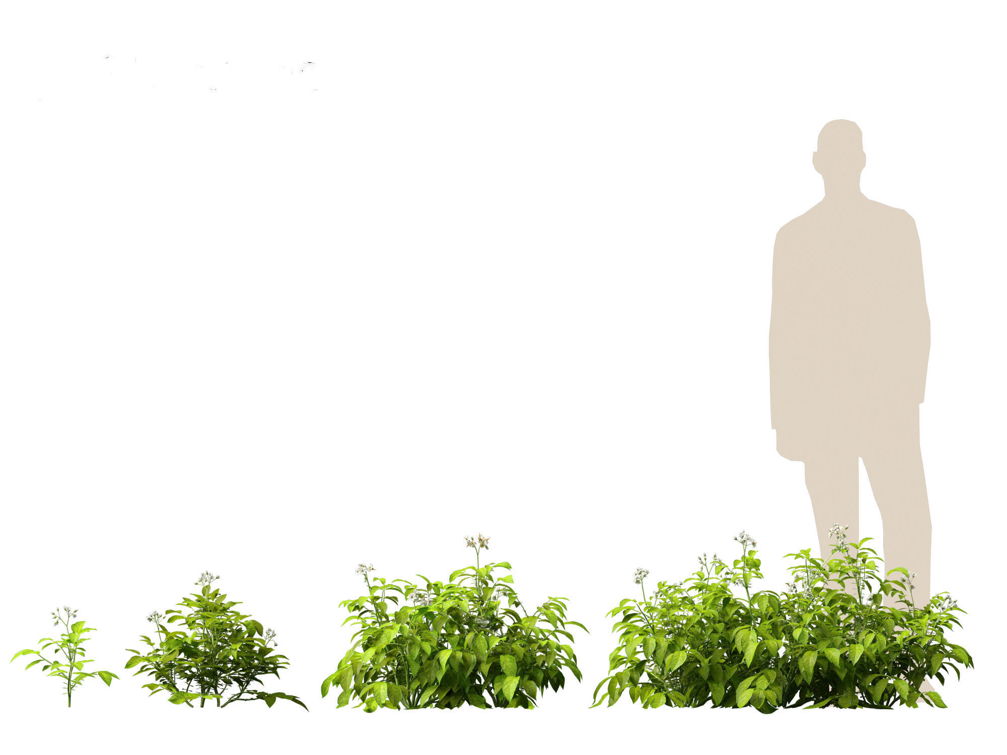 Solanum tuberosum - Potato 3D model_11