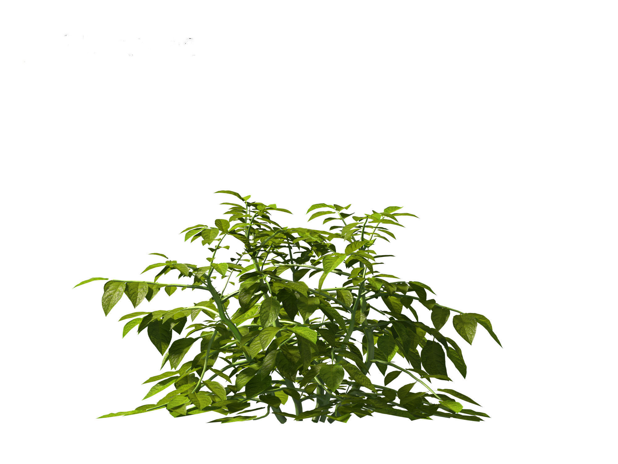 Solanum tuberosum - Potato 3D model_2