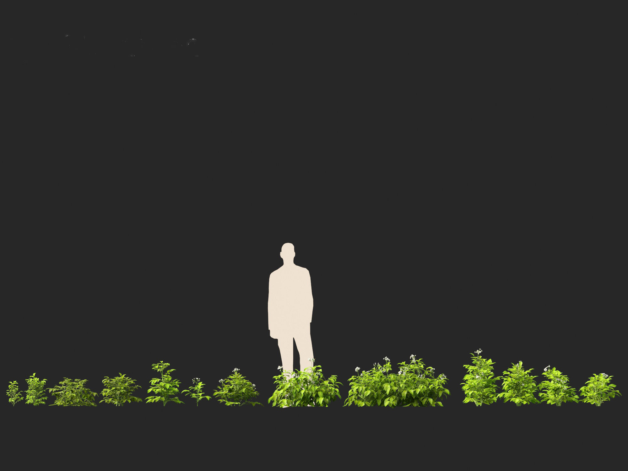 Solanum tuberosum - Potato 3D model_8