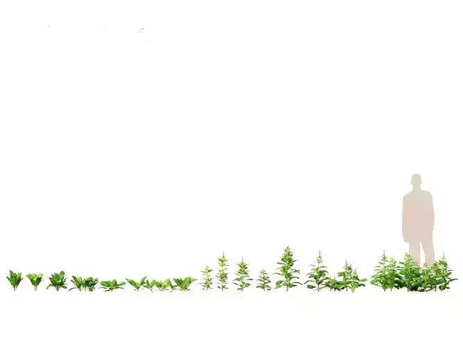 Spinacia oleracea - Maize