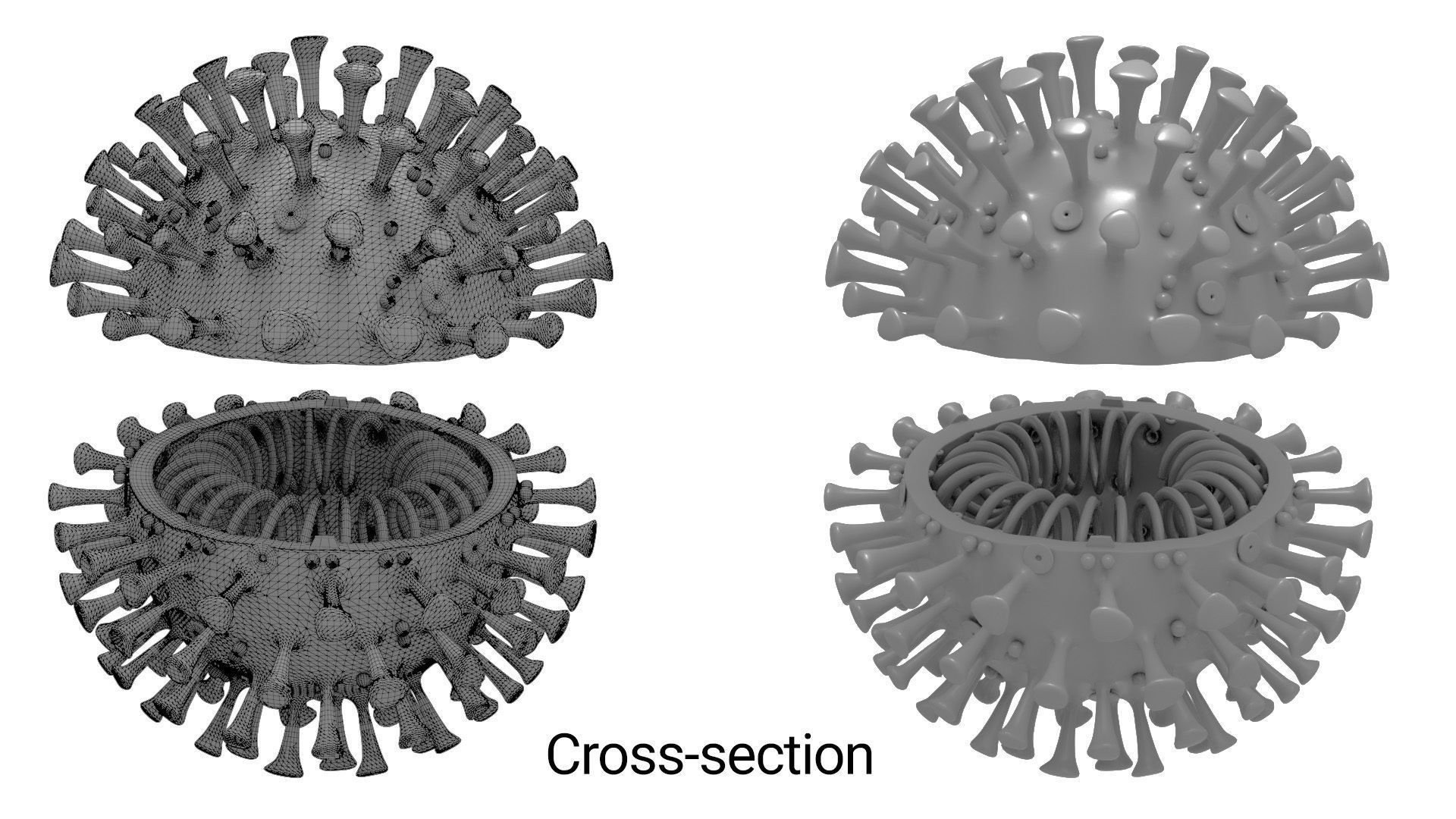 Printable Coronavirus Solid and Cross-Section 3D print model_4