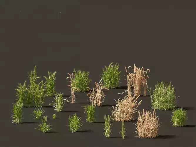 Triticum - Common wheat 3D model