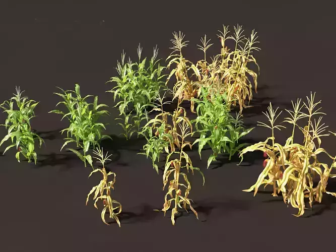 Zea mays - Maize 3D model