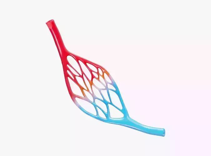 Blood Vessel Anatomy