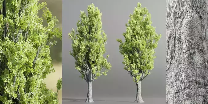 Poplar populus trees vol 116-Blender