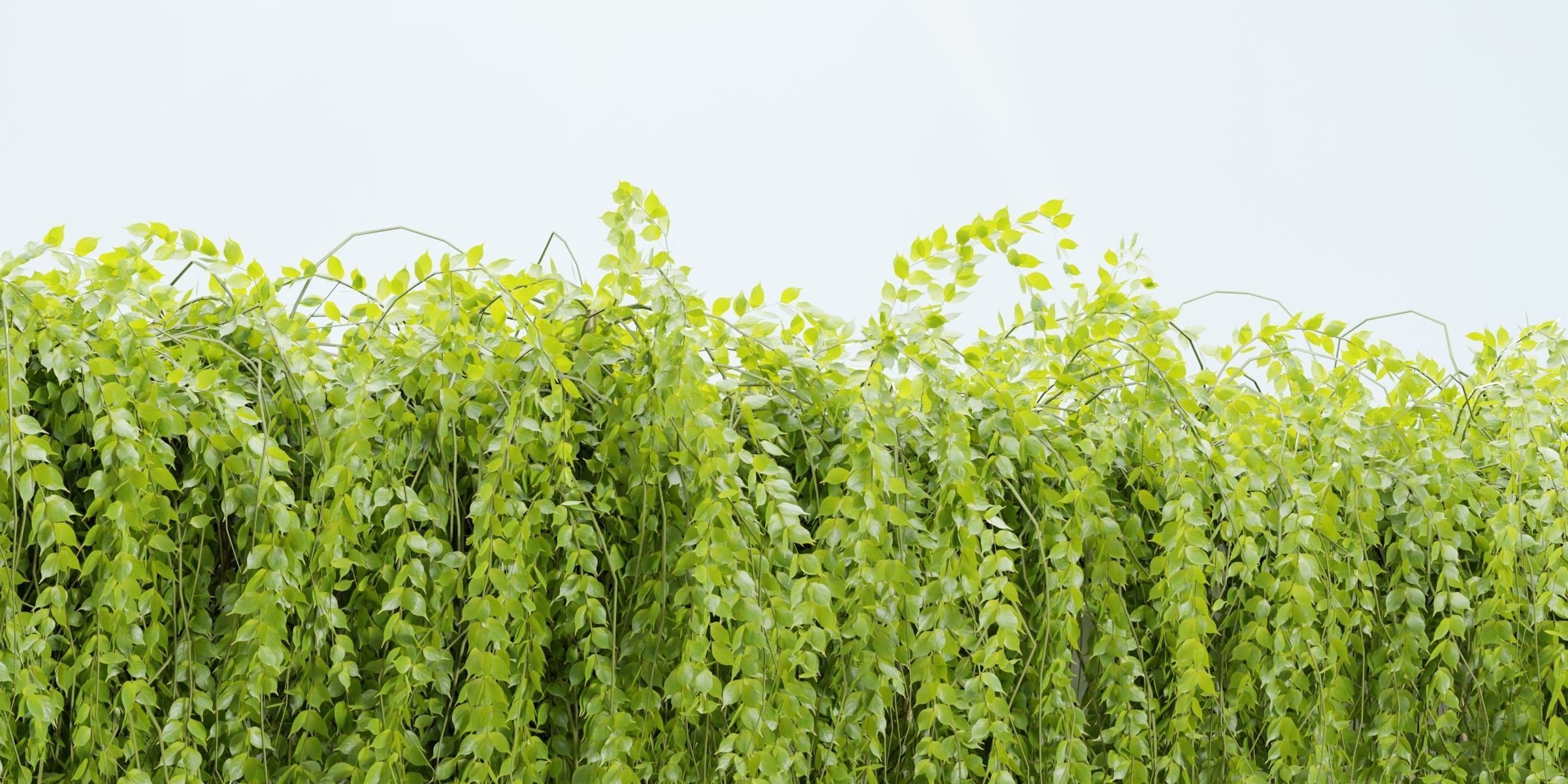 Hanging wall plants vol 118-Blender 3D model_1