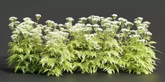 Cow Parsley Plants collection vol 119-Blender