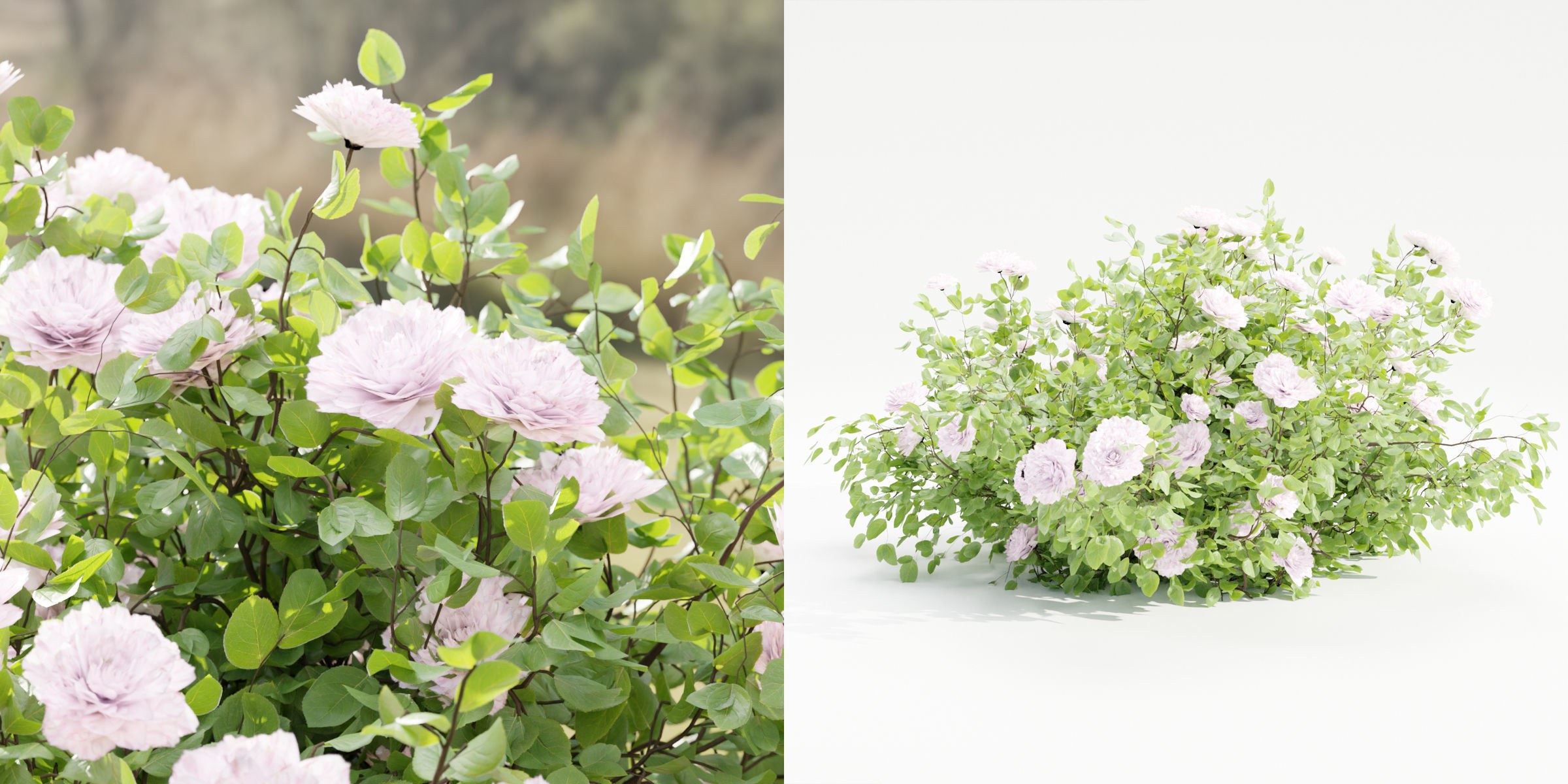 Rose bushes collection vol 121-Blender 3D model_5