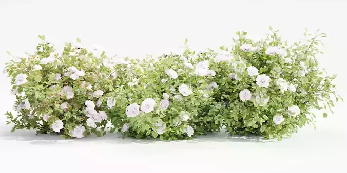 Rose bushes collection vol 121-Blender 3D model