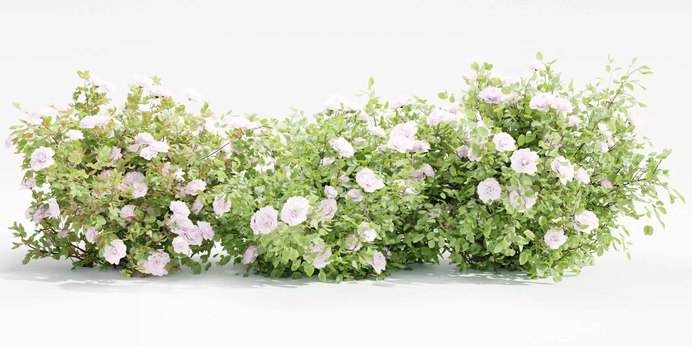 Rose bushes collection vol 121-Blender 3D model_0